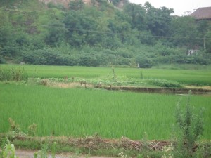 Rice growing on the outskirts of Dangtu