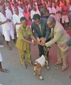 Handing over one of the poor goats