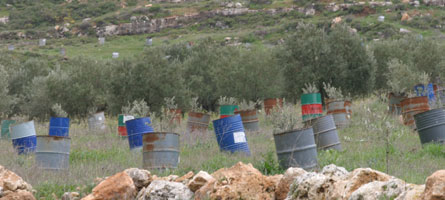 Palestinian farmers nurture young olive trees in barrels, as seen from the road between Jerusalem and Nablus.