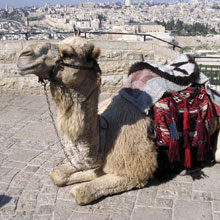 Kojak the camel waits to give tourists a ride on the Mount of Olives.