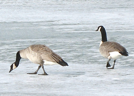 Albert and Priscilla on the ice. Photo - David Webber