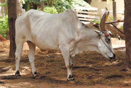 Cows are ubiquitous in India and are often decorated with flowers
