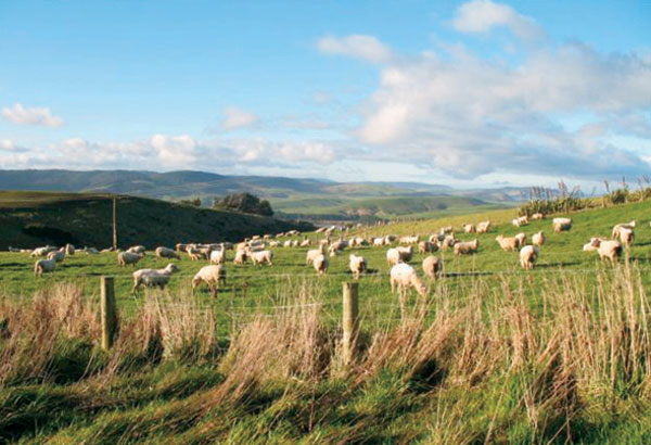 Sheep farming in the Southland. In New Zealand when need arises the approach is the number-eight wire pragmatism farmers are famous for.
