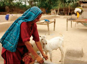Sardar Begum tends to the goat she bought with a loan from the women’s saving group at Haji Jabero Village, Pakistan.