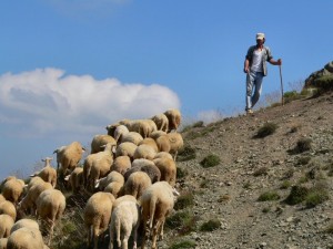 shepherd with sheep