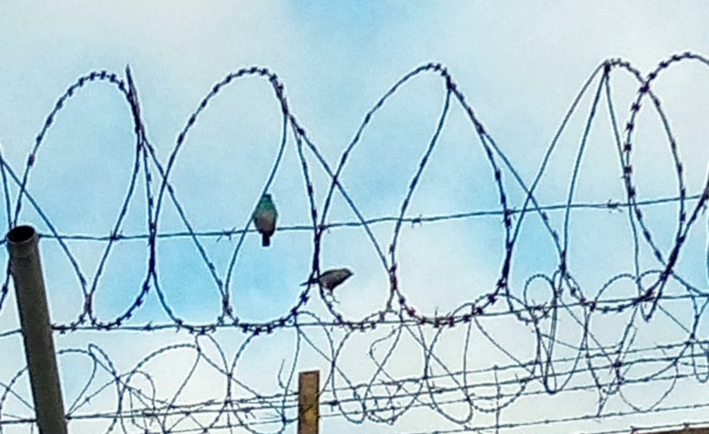 Birds in barbed wire