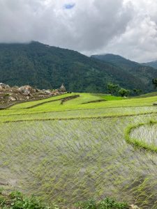 Rice fields