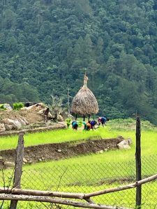 People working rice fields