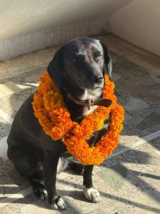 Dog wearing a lay