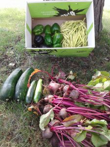 Fresh picked vegetables