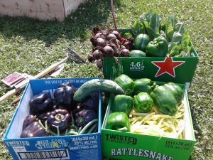 3 boxes of vegetables
